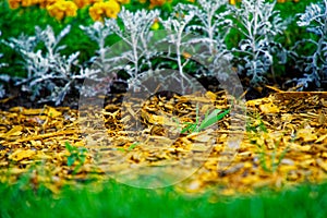 Colourful Flowerbeds and summer Formal Garden, close-up flowers