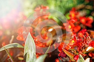 Colourful Flowerbeds and summer Formal Garden, close-up flowers