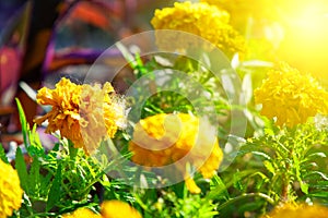 Colourful Flowerbeds and summer Formal Garden, close-up flowers