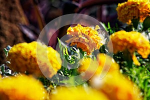 Colourful Flowerbeds and summer Formal Garden, close-up flowers