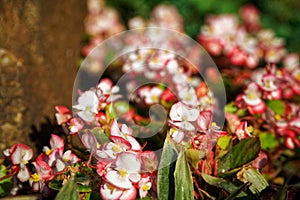 Colourful Flowerbeds and summer Formal Garden, close-up flowers