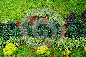 Colourful Flowerbeds and Winding Grass Pathway in an Attractive English Formal Garden