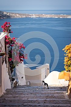 Colourful flowers along the walking path in Santorini