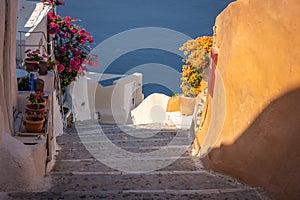 Colourful flowers along the walking path in Santorini