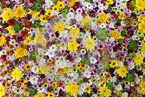 Colourful flowers background