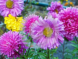 Colourful Flowers Growing Outdoors