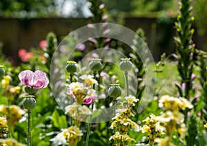 Colourful flowers in a herbaceous border at Eastcote House Gardens, historic walled garden, London UK