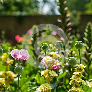 Colourful flowers in a herbaceous border at Eastcote House Gardens, historic walled garden, London UK