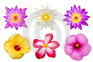 Colourful flowers isolated on white background