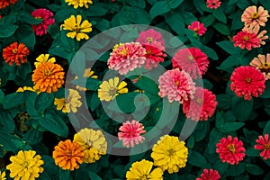 Colourful flowers with red, yellow, orange with green leaf background use to design wallpaper or nature background