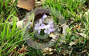 Colourful flowers of wild violets, Viola tricolor