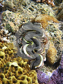 Colourful flute giant clam (Tridacna squamosa) embedded in coral