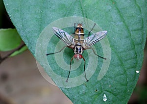 Colourful fly on a leaf