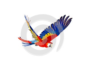 Colourful flying parrot