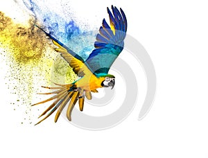 Colourful flying parrot