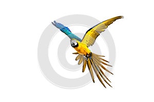 Colourful flying parrot