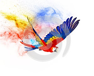 Colourful flying parrot