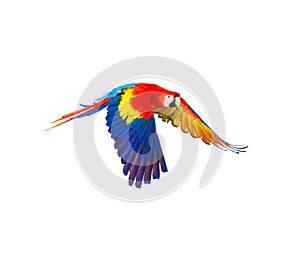 Colourful flying parrot