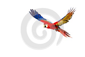 Colourful flying parrot photo