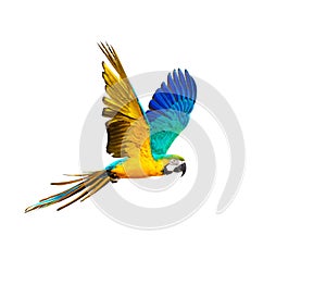 Colourful flying parrot