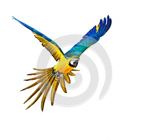 Colourful flying parrot