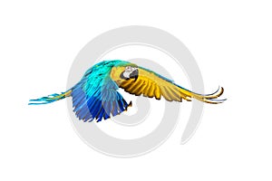 Colourful flying parrot