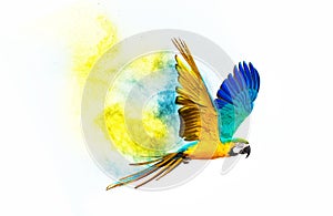 Colourful flying parrot