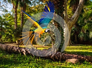 Colourful flying parrot