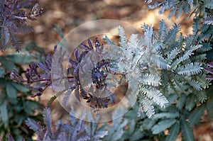 Colourful foliage of a cootamundra wattle