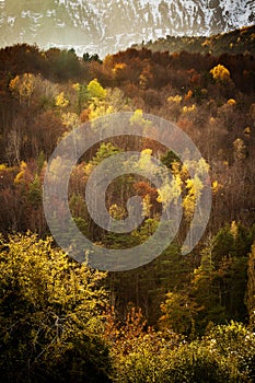 Colourful forest trees in the autumn season