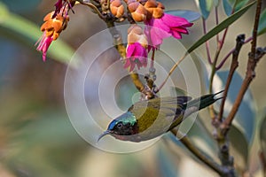 Colourful Fork Tailed Sunbird hanging under the flower