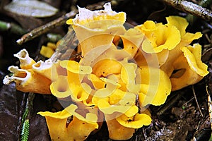 Colourful Fungi on the forest floor.