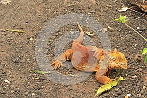 Colourful Galapagos land iguana