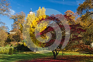 Colourful gingko and maple tree in autumn