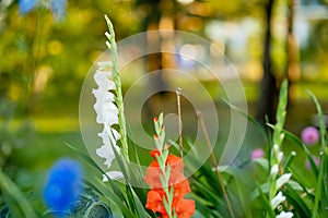 Colourful gladiolus or sword lily flowers blooming in the garden. Close-up of gladiolus flowers. Flowers blossoming in summer