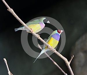 Colourful gouldian finch chloebia gouldiae