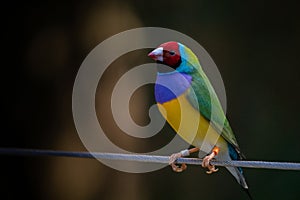 Colourful Gouldian Finch on a Fence