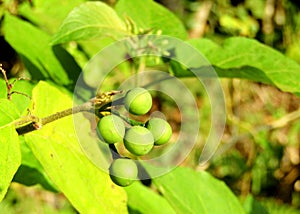 Colourful green wild berry