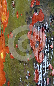 Colourful gum tree bark