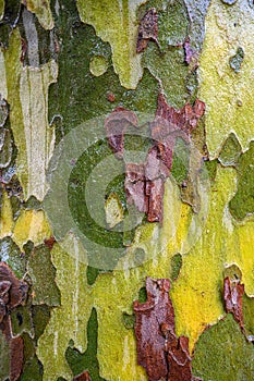 Colourful Gum tree bark close up