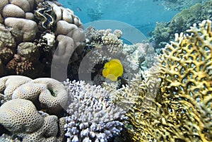 Colourful Hard corals