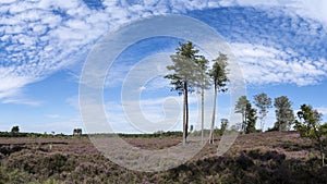 Colourful heather landscape with big spur trees, ferns, blue sky and clouds, nature reserve Den Treek, Woudenberg, The Netherlands