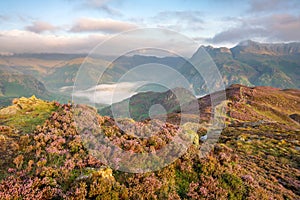 Colourful heather on the rugged fells of the Lake District with mountains in the distance and mist