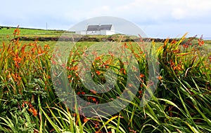 Colourful Hedgerow, Western Ireland