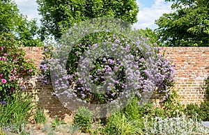 Colourful herbaceous border in the historic walled garden at Eastcote House Gardens, in the Borough of Hillingdon, London, UK