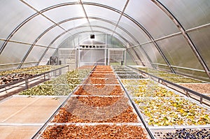 Colourful herbs in Solar dryer greenhouse for drying food and agriculture products