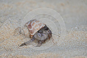 A colourful hermit crab, nearly extinct animal, in a sea shell walking on a beautiful tropical white sand beach