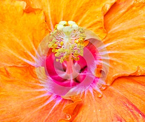 Colourful Hibiscus Flower Stamen Detail