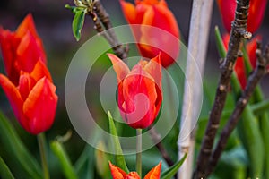 Colourful hot red tulips and dwarf apple tree beginning to bloom in spring garden