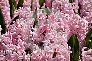 Colourful hyacinth growing in garden